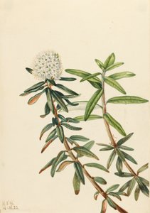 Labrador Tea Ledum groenlandicum, 1922. 作： Mary Vaux Walcott