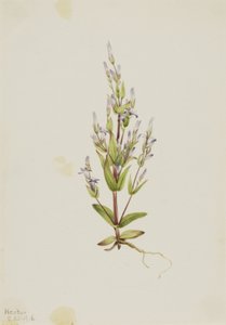 ラダーリンドウ Gentiana acuta, 1916. 作： Mary Vaux Walcott