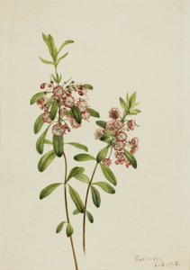 小羊草 作： Mary Vaux Walcott
