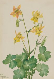 レモン コロンバイン オダマキ フラベセンス、1925 年。 作： Mary Vaux Walcott