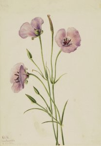 Lilac Mariposa Calochortus splendens, 1926.