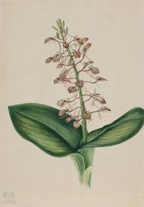 リリー・トゥウェイブレード Liparis liliifolia, 1920. 作： Mary Vaux Walcott
