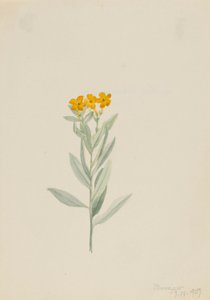 紫根 作： Mary Vaux Walcott