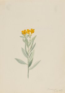 Lithospermum canescens、1907年。 作： Mary Vaux Walcott