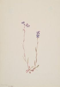 Lobelia Kalmii, 1904. 作： Mary Vaux Walcott