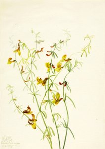 Lotus puberulus、1935 年。 作： Mary Vaux Walcott