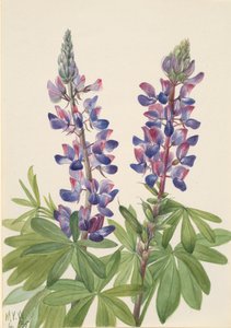 ルパン Lupinus fornosus、1935 年。 作： Mary Vaux Walcott