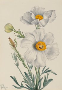 マティリヤ・ポピー（Romneya coulteri） 作： Mary Vaux Walcott