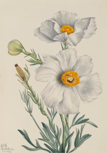 Matilija Poppy Romneya coulteri, 1931. 作： Mary Vaux Walcott