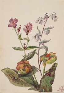 Meadow Beauty Rhexia virginica、Rattlesnake Roat Nabalus albus、Pitcherplant...、1880年。 作： Mary Vaux Walcott