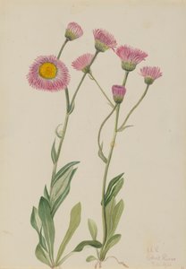 メドウ ヒラメ エリゲロン スペシオサス、1920 年。