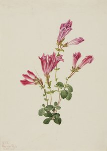 Menzies Pentstemon Pentstemon menziesii, 1925. 作： Mary Vaux Walcott