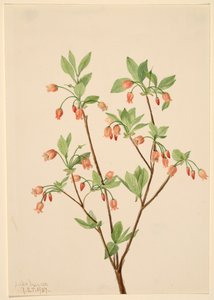 Menziesea Menziesea glabella, 1907. 作： Mary Vaux Walcott