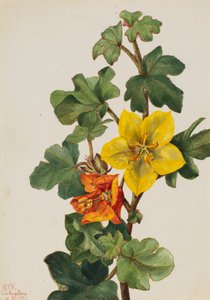 Mexican Fremontia Fremontodendron mexicanum, 1926. 作： Mary Vaux Walcott