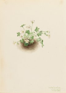 ミストメイデン 作： Mary Vaux Walcott