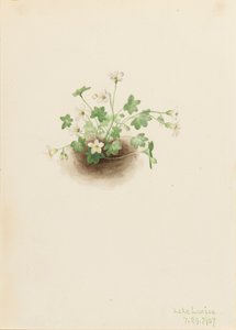 ミストメイデン Romanzoffia sitchensis, 1907. 作： Mary Vaux Walcott
