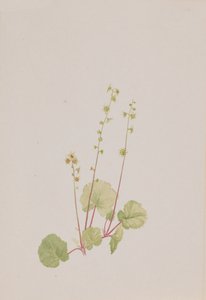 裸のミテラ、カリフォルニア州。 1900～1920年。 作： Mary Vaux Walcott
