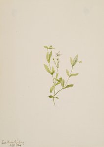 Moehringia laberiflora、1904年。 作： Mary Vaux Walcott