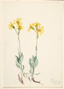 モンタナ・パルナシア Parnassia montanesis, 1920. 作： Mary Vaux Walcott