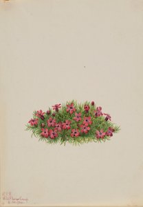 モスキャンピオン（Silene acaulis） 作： メアリーヴォーウォルコット