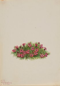 Moss Campion Silene acaulis, 1924.