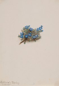 コケ忘れな草 作： Mary Vaux Walcott