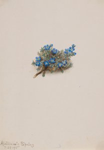 Moss Forget-me-not Eritichum elongatum, 1915. 作： Mary Vaux Walcott