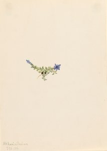苔リンドウ Gentiana prostrata, 1916. 作： Mary Vaux Walcott