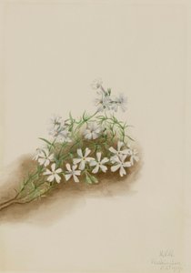 芝桜 Phlox subulate, 1919. 作： Mary Vaux Walcott