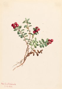 マウンテン・クランベリー (Vaccinium vitisdaea minus) 作： Mary Vaux Walcott