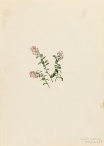 マウンテン・クランベリー (Vaccinium vitisidaea minus)