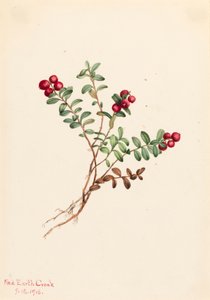 マウンテン クランベリー Vaccinium vitisdaea マイナス、1916 年。 作： Mary Vaux Walcott