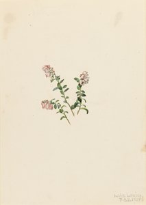 マウンテンクランベリー Vaccinium vitisidaea minus, 1907. 作： Mary Vaux Walcott