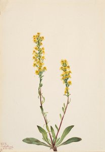 マウンテンゴールデンロッドソリダリティーオレオフィラ、 作： Mary Vaux Walcott