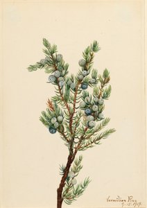 マウンテン ジュニパー Juniperus sibirica、1917 年。 作： Mary Vaux Walcott