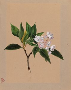 マウンテンローレル Kalmia latifolia, 1879. 作： Mary Vaux Walcott