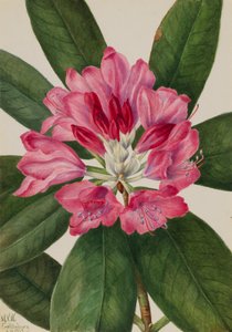 マウンテンローズ・ベイ Rhododendron catawbiense, 1932. 作： Mary Vaux Walcott
