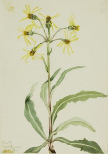 喪草（Senecio lugens）