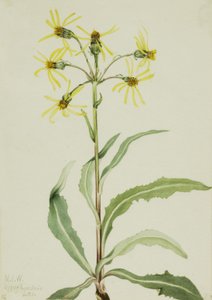 Mourning Groundsel Senecio lugens, 1921. 作： Mary Vaux Walcott
