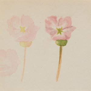 「初めての絵画 作： Mary Vaux Walcott