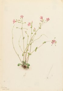 ナイアスプリングビューティー（Claytonia parvifolia） 作： Mary Vaux Walcott