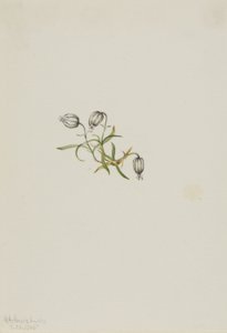 ノディングキャンピオン（Lychnis apetala） 作： Mary Vaux Walcott