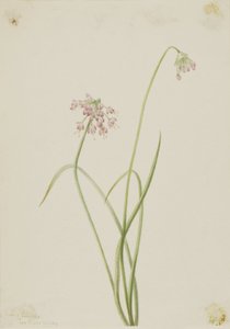 ノディング・オニオン（Allium cernuum）