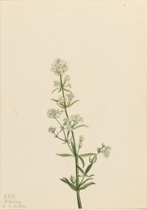 ノコギリソウ（Galium boreale） 作： Mary Vaux Walcott
