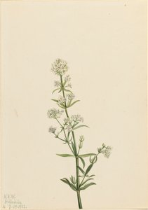 Northern Bedstraw Galium boreale, 1922. 作： Mary Vaux Walcott