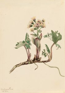 フキ 作： Mary Vaux Walcott