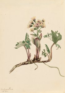 北フキの Petasites hyperboreus、1916 年。 作： Mary Vaux Walcott