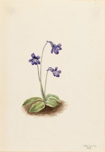 フキノトウ 作： Mary Vaux Walcott