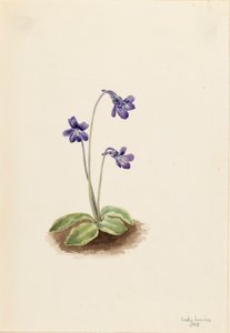 Northern Butterwort Pinguicula vulgaris, 1903. 作： Mary Vaux Walcott