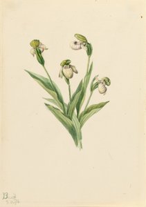 ノーザン・レディーズ・スリッパー (Cypripedium passerinum) 作： Mary Vaux Walcott